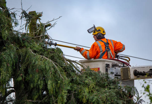 Best Tree Disease Treatment  in Trafalgar, IN